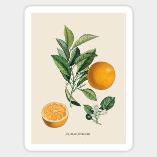 Orange Antique Botanical Illustration Sticker